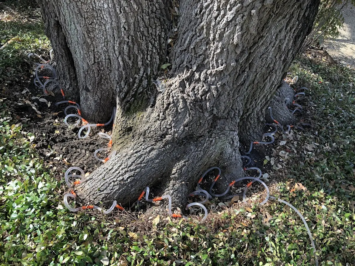 Detailed Tree Cabling and Bracing job site in Hillsville
