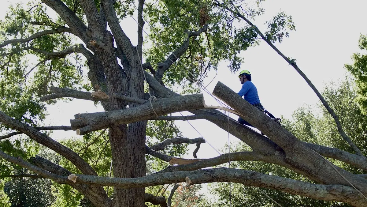 Professional Crown Thinning performed by certified arborists in Hillsville